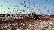 A Landfill Is An Ecosystem Unto Itself A Treatise On The Organisms A Landfill Is An Ecosystem Unto Itself A Treatise On The Organisms